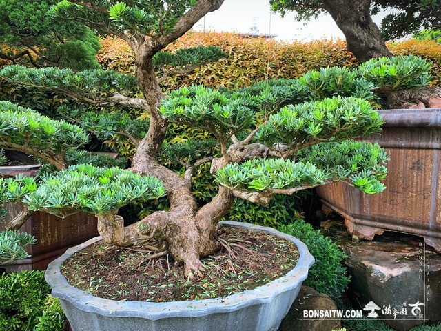 076 [晶鑽羅漢松]整理 盆栽(Bonsai)