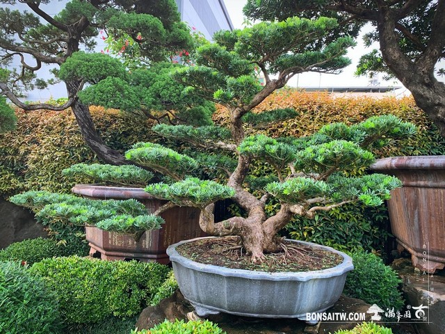 077 [晶鑽羅漢松]整理 盆栽(Bonsai)