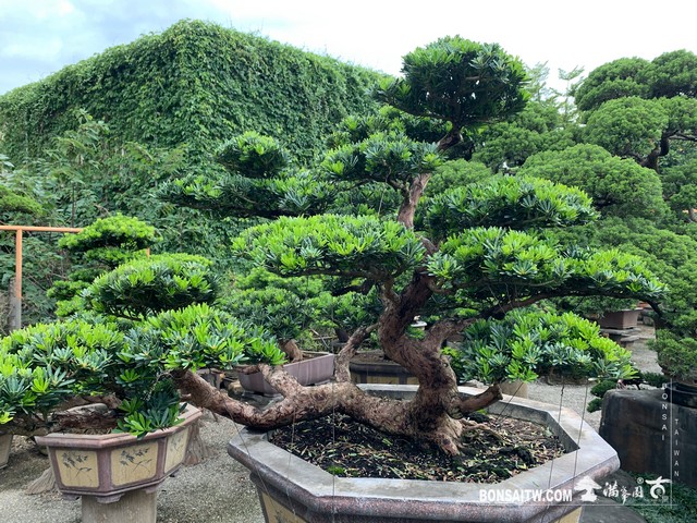 105 [晶鑽羅漢松]整理 晶鑽羅漢松(Diamond Podocarpus costalis)