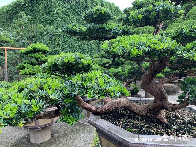106 [晶鑽羅漢松]整理 晶鑽羅漢松(Diamond Podocarpus costalis)