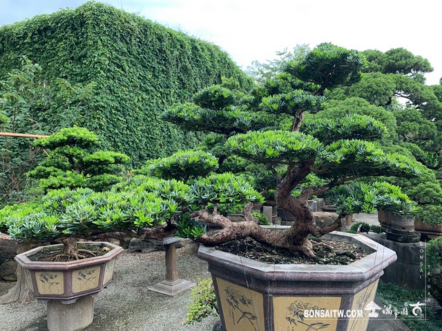 107 [晶鑽羅漢松]整理 晶鑽羅漢松(Diamond Podocarpus costalis)