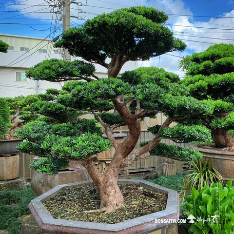 146 [晶鑽羅漢松]整理 盆栽(Bonsai)