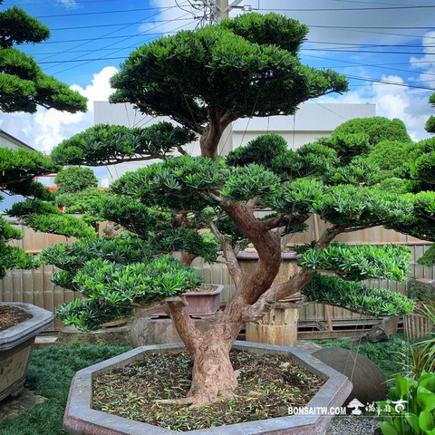 147 [晶鑽羅漢松]整理 盆栽(Bonsai)