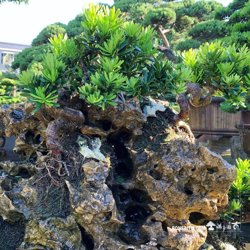 38fe80fe 84f5 49b2 9fe3 038603774799 樹石共生之趣