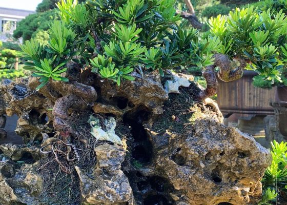 38fe80fe 84f5 49b2 9fe3 038603774799 樹石共生之趣 附石盆景(rock with tree)