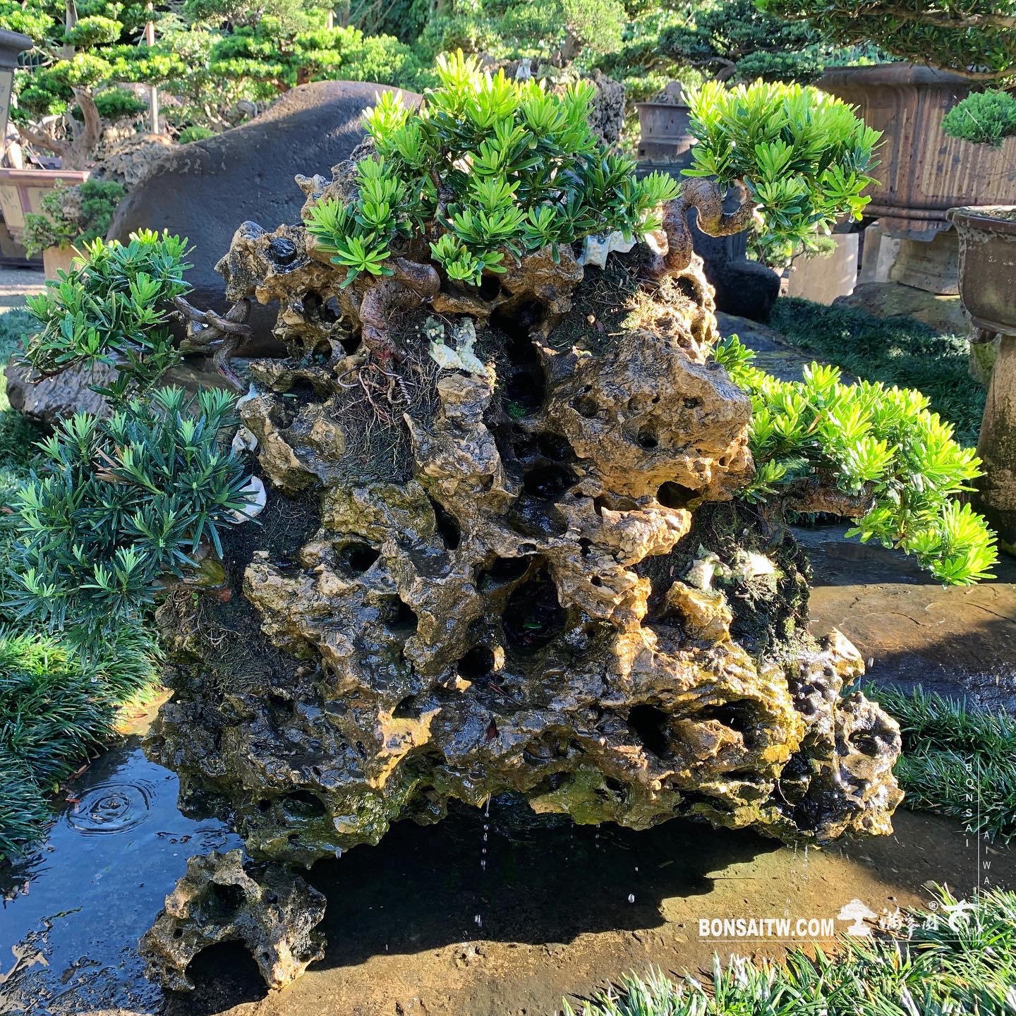 7d76b7c7 ad7c 4dc9 addf 45162e2200af 樹石共生之趣