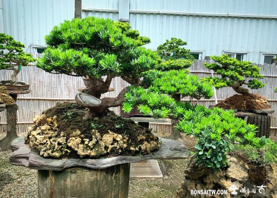 926b89be df57 44b6 b75d b528fe9684b1 1 [晶鑽羅漢松]整理 盆栽(Bonsai)