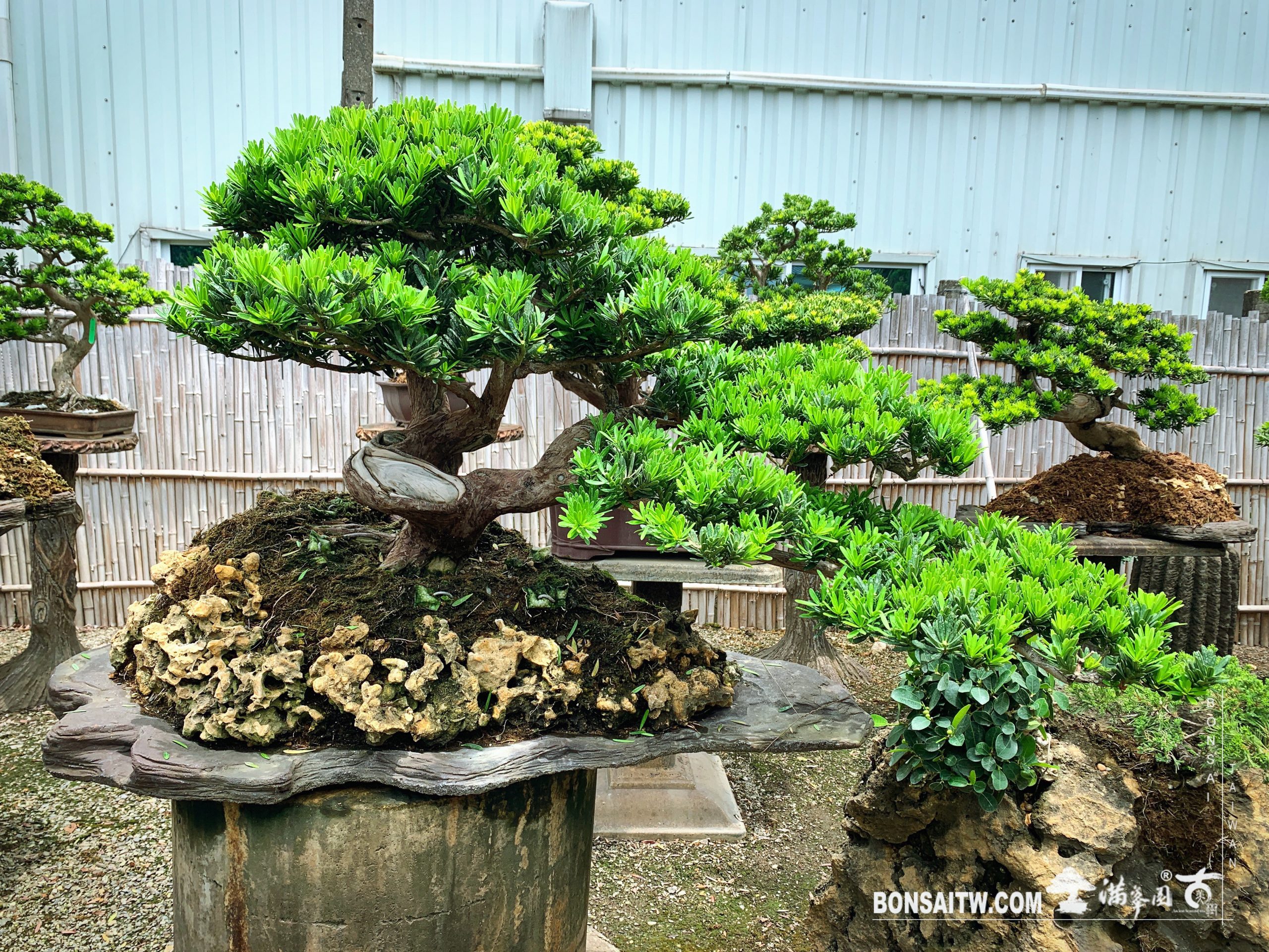 926b89be df57 44b6 b75d b528fe9684b1 [晶鑽羅漢松]整理 晶鑽羅漢松(Diamond Podocarpus costalis)