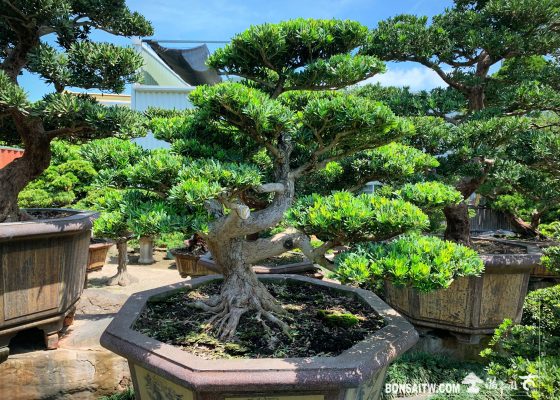 img 5656 1 [晶鑽羅漢松]整理 盆栽(Bonsai)