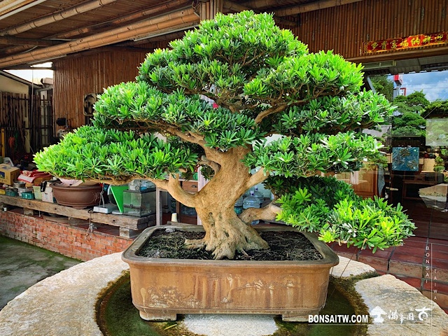 img 2701 [晶鑽羅漢松]整理 晶鑽羅漢松(Diamond Podocarpus costalis)