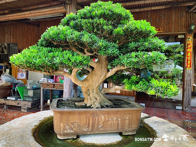 img 2702 [晶鑽羅漢松]整理 晶鑽羅漢松(Diamond Podocarpus costalis)