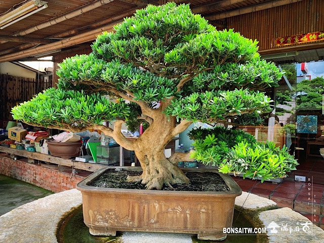 img 2703 [晶鑽羅漢松]整理 晶鑽羅漢松(Diamond Podocarpus costalis)