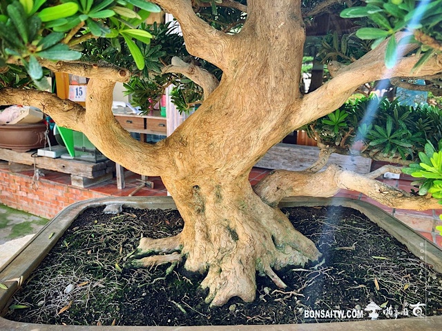 img 2704 [晶鑽羅漢松]整理 晶鑽羅漢松(Diamond Podocarpus costalis)