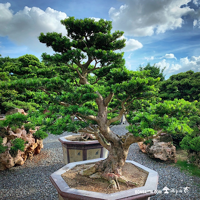 img 2705 [晶鑽羅漢松]整理 晶鑽羅漢松(Diamond Podocarpus costalis)