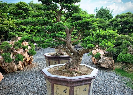 img 2706 [晶鑽羅漢松]整理 diamond