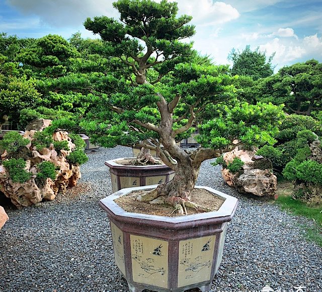 img 2706 [晶鑽羅漢松]整理 晶鑽羅漢松(Diamond Podocarpus costalis)