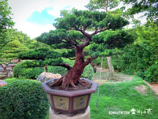 001 1 [晶鑽羅漢松]整理 盆栽(Bonsai)