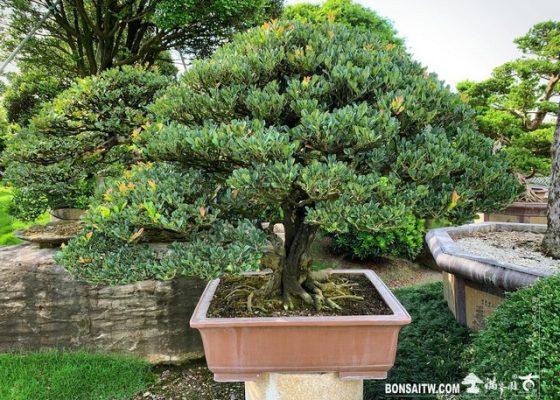 001 2 [象牙樹]整理 象牙樹(Diospyros ferrea)