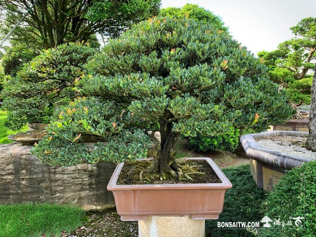 001 2 [象牙樹]整理 盆栽(Bonsai)