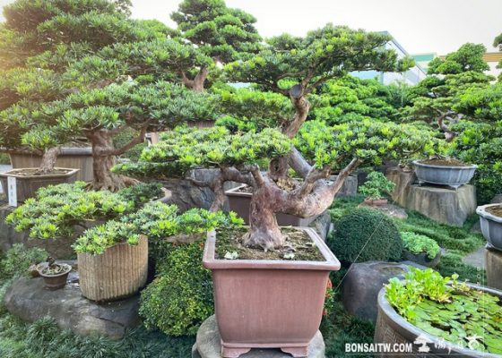 001 3 [晶鑽羅漢松]整理 盆栽(Bonsai)