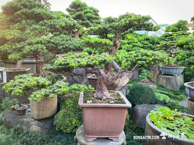001 3 [晶鑽羅漢松]整理 盆栽(Bonsai)