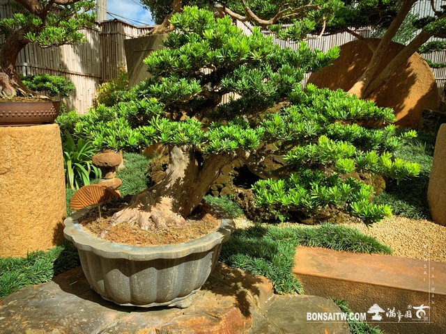 001 4 [晶鑽羅漢松]新芽 盆栽(Bonsai)