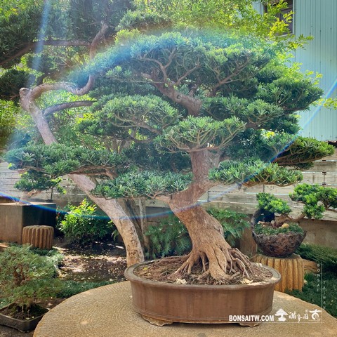 001 5 [晶鑽羅漢松]整理 盆栽(Bonsai)