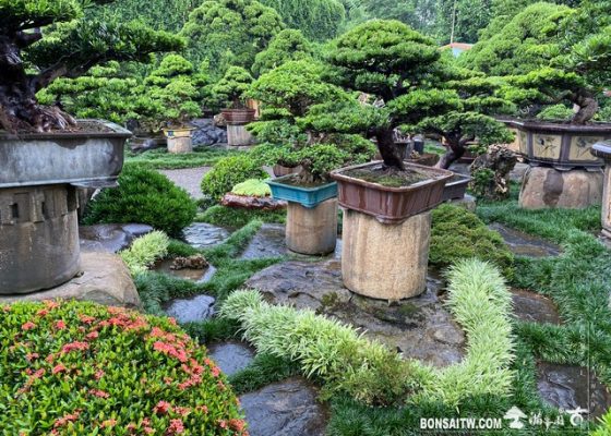 001 6 [滿峯園古美樹]園內實景(1) 園內實景