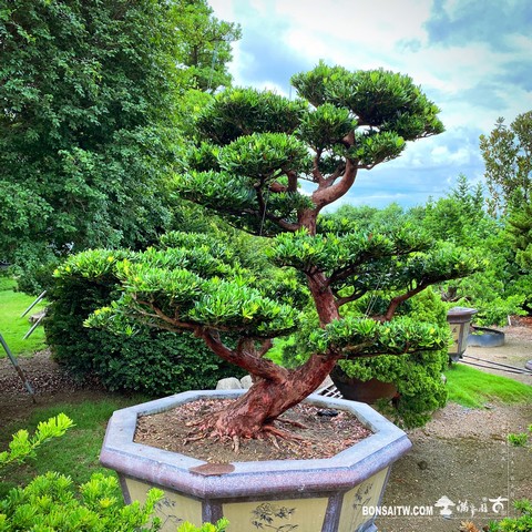 001 9 [羅漢松]整理 盆栽(Bonsai)