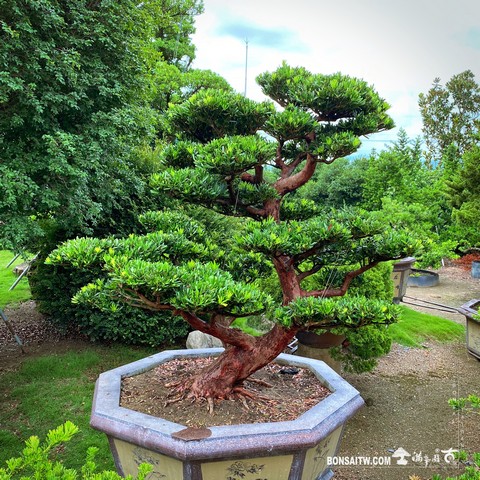 002 10 [羅漢松]整理 盆栽(Bonsai)