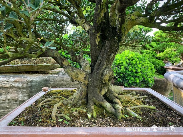 002 2 [象牙樹]整理 盆栽(Bonsai)