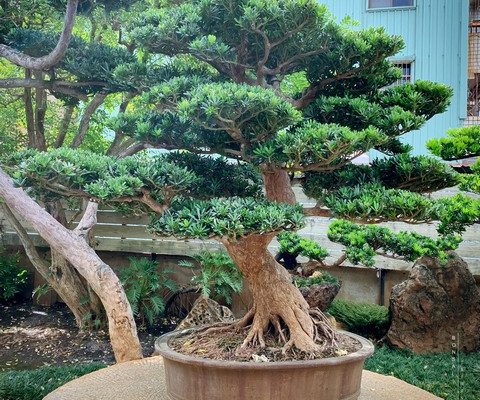 002 5 [晶鑽羅漢松]整理 晶鑽羅漢松(diamond)