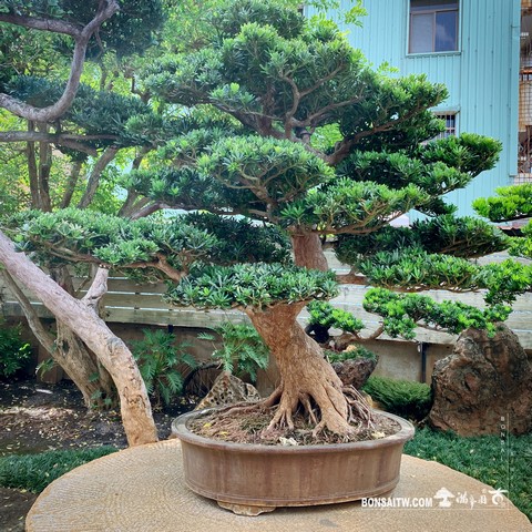 002 5 [晶鑽羅漢松]整理 盆栽(Bonsai)