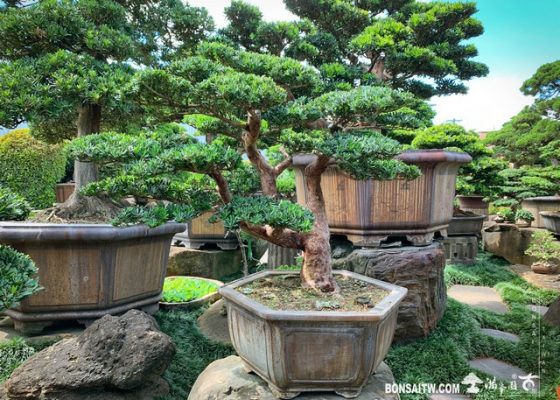 002 [晶鑽羅漢松]整理 盆栽