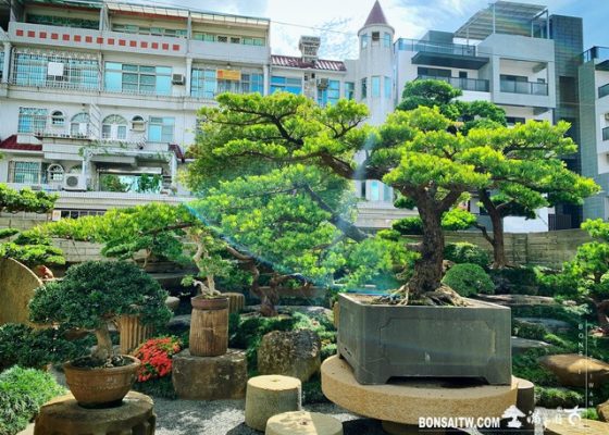 002 6 [大型庭園樹]羅漢松整理 大型庭園樹專區(Garden Tree)