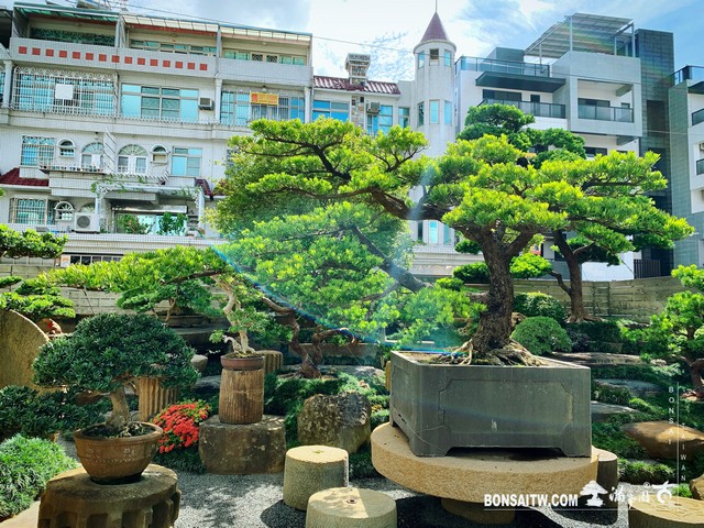 002 6 [大型庭園樹]羅漢松整理 羅漢松(Podocarpus costalis)