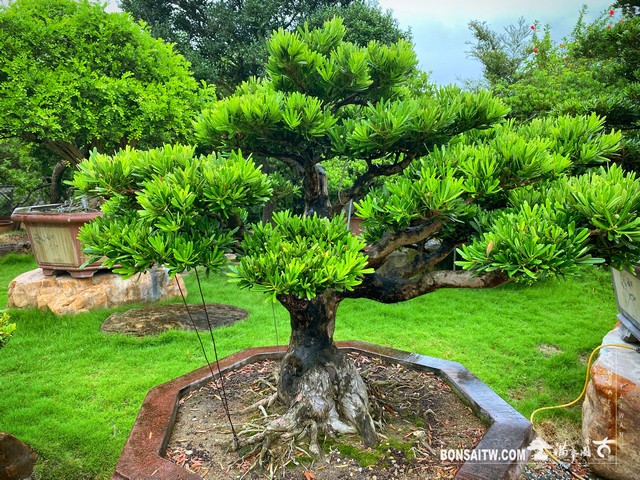 002 9 [羅漢松]整理 盆栽(Bonsai)