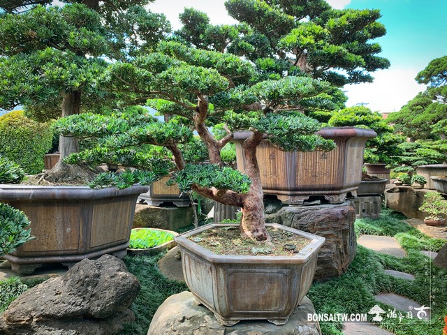 002 [晶鑽羅漢松]整理 盆栽(Bonsai)