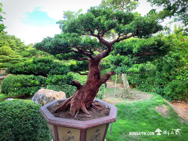 003 1 [晶鑽羅漢松]整理 盆栽(Bonsai)