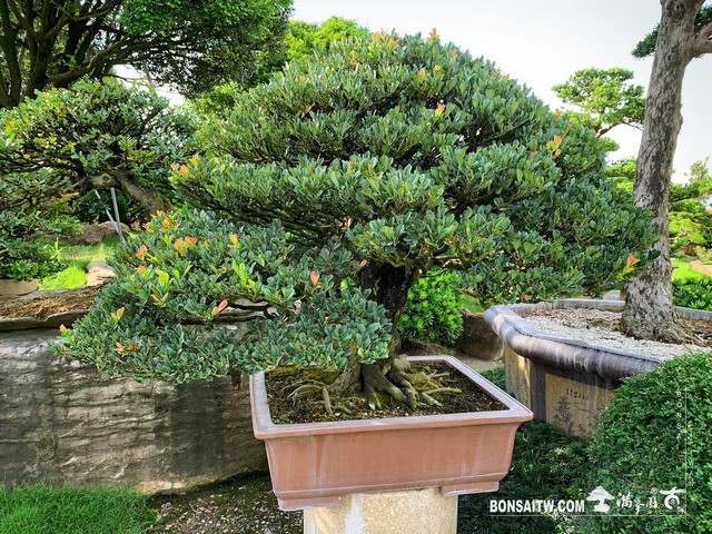 003 2 [象牙樹]整理 盆栽(Bonsai)