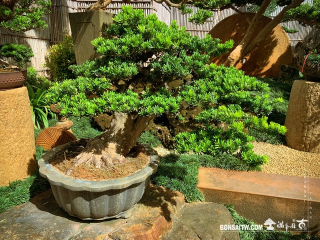 003 4 [晶鑽羅漢松]新芽 盆栽(Bonsai)