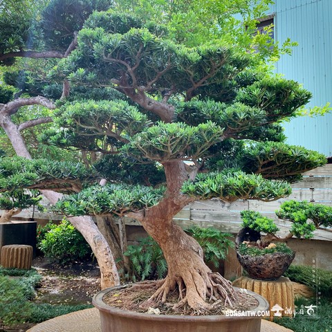 003 5 [晶鑽羅漢松]整理 盆栽(Bonsai)