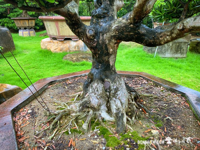 003 8 [羅漢松]整理 盆栽(Bonsai)