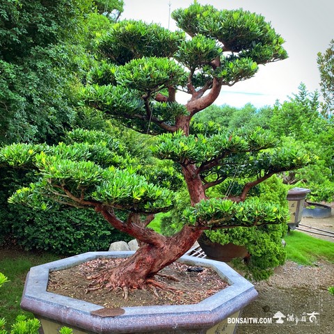 003 9 [羅漢松]整理 盆栽(Bonsai)