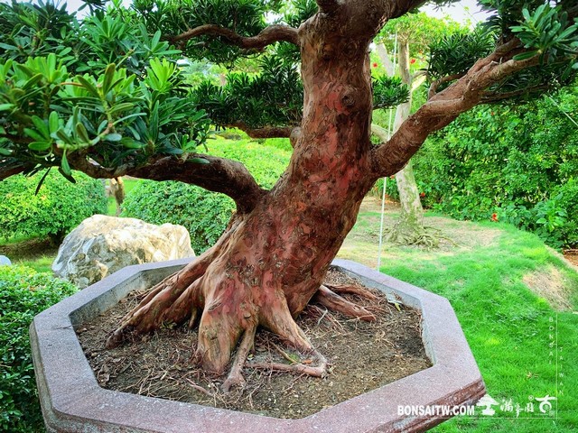 004 1 [晶鑽羅漢松]整理 盆栽(Bonsai)