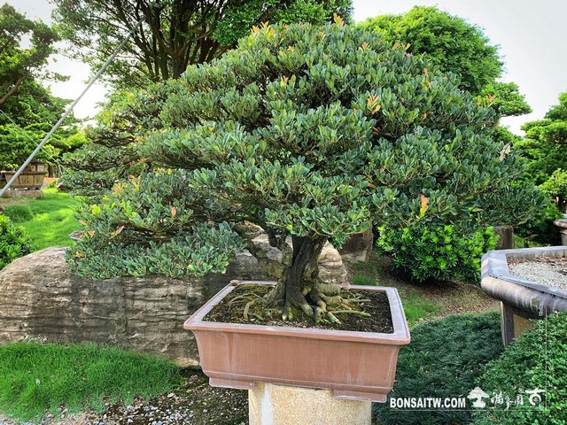 004 2 [象牙樹]整理 盆栽(Bonsai)