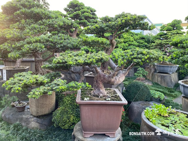 004 3 [晶鑽羅漢松]整理 盆栽(Bonsai)