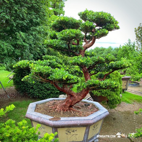 004 7 [羅漢松]整理 盆栽(Bonsai)