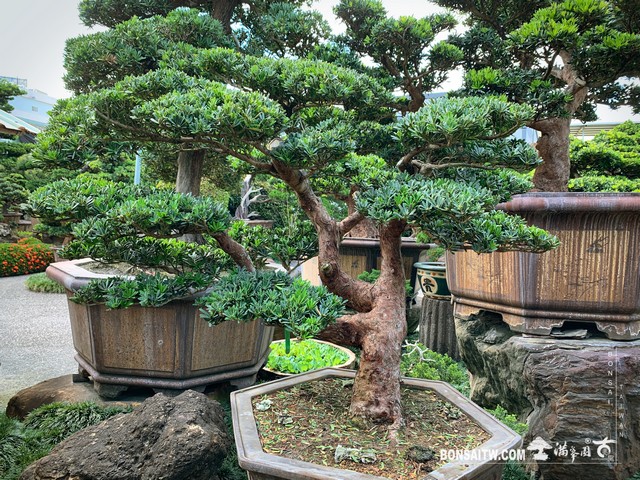 004 [晶鑽羅漢松]整理 盆栽(Bonsai)