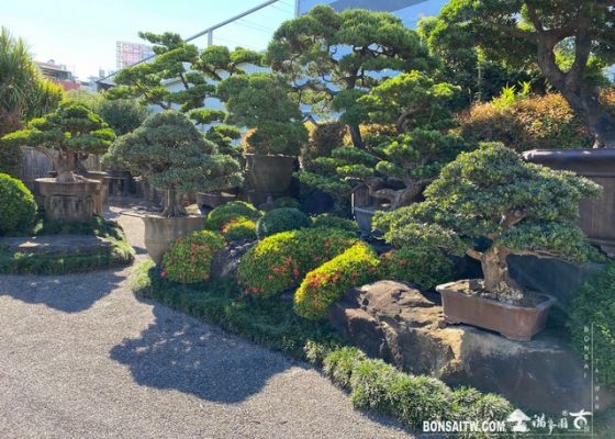 005 1 [滿峯園古美樹]園內實景(3) 園內實景